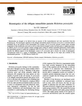 Bioenergetics of the Obligate Intracellular Parasite Rickettsia Prowazekii