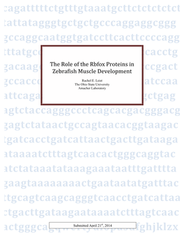 The Role of the Rbfox Proteins in Zebrafish Muscle Development-4