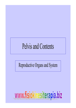 Pelvis and Contents