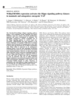 FRMD6 Expression Activates the Hippo Signaling Pathway Kinases in Mammals and Antagonizes Oncogenic YAP