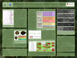 Vitis Cinerea Species Complex (Downy Grapes) ­ Catherine Gilbert (St