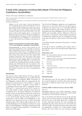 A Study of the Subspecies of Cethosia Biblis (Drury 1773) from the Philippines (Lepidoptera: Nymphalidae)