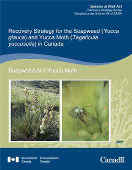 Recovery Strategy for the Soapweed (Yucca Glauca) and Yucca Moth (Tegeticula Yuccasella) in Canada Soapweed and Yucca Moth