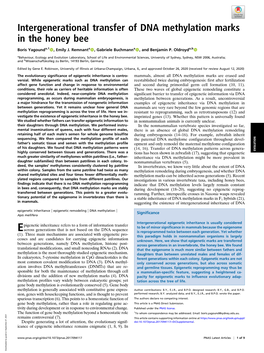 Intergenerational Transfer of DNA Methylation Marks in the Honey Bee