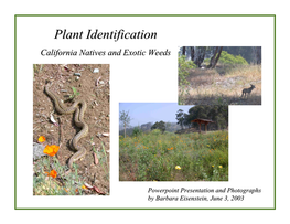 Plant Identificationidentification California Natives and Exotic Weeds