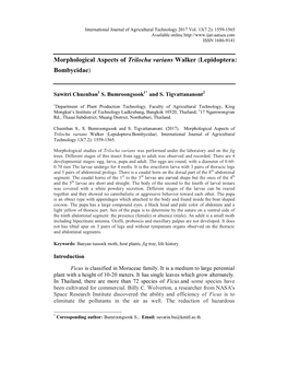 Morphological Aspects of Trilocha Varians Walker (Lepidoptera: Bombycidae)