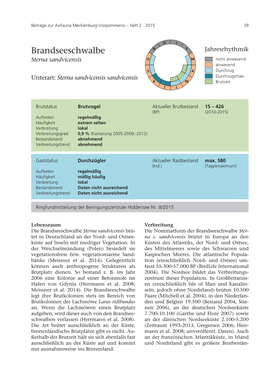 Brandseeschwalbe