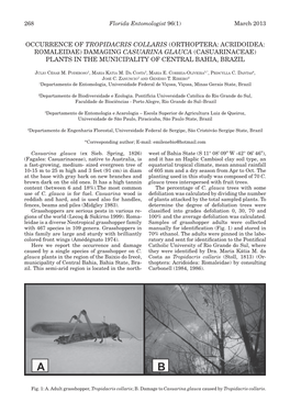 Occurrence of Tropidacris Collaris (Orthoptera: Acridoidea: Romaleidae) Damaging Casuarina Glauca (Casuarinaceae) Plants in the Municipality of Central Bahia, Brazil