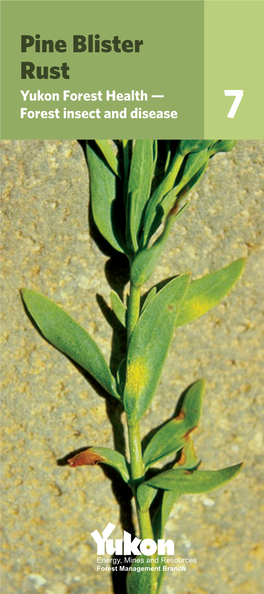 Pine Blister Rust Yukon Forest Health — Forest Insect and Disease 7