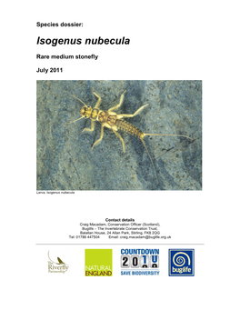 Isogenus Nubecula