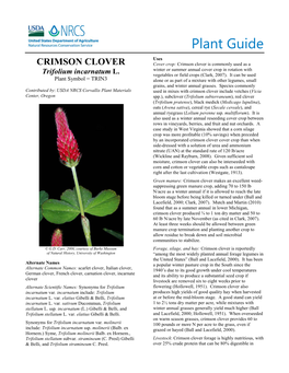 Plant Guide: Crimson Clover (Trifolium Incarnatum)