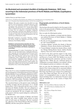 An Illustrated and Annotated Checklist of Amblypodia Horsfield, 1829, Taxa Occurring in the Indonesian Provinces of North Maluku and Maluku (Lepidoptera: Lycaenidae)