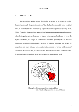 CHAPTER 1 1.1 CEREBELLUM The