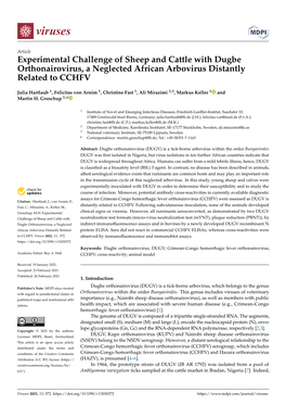 Experimental Challenge of Sheep and Cattle with Dugbe Orthonairovirus, a Neglected African Arbovirus Distantly Related to CCHFV