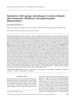 Western Atlantic Slit-Wormsnails (Mollusca: Caenogastropoda: Siliquariidae)