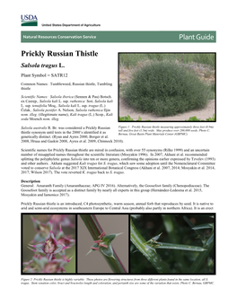 Prickly Russian Thistle (Salsola Tragus) Plant Guide