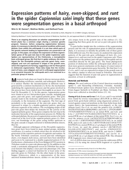 Expression Patterns of Hairy, Even-Skipped, and Runt in the Spider Cupiennius Salei Imply That These Genes Were Segmentation Genes in a Basal Arthropod