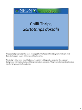 NPDN: Chilli Thrips, Scirtothrips Dorsalis