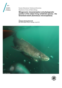 The Greenland Shark (Somniosus Microcephalus)