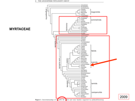 2009 Myrtaceae