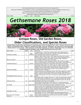 Gethsemane Roses 2018