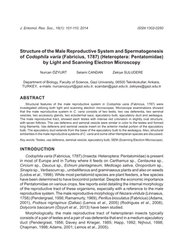 Structure of the Male Reproductive System and Spermatogenesis Of