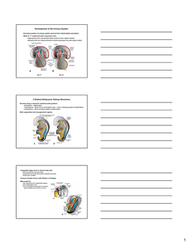 Development of the Urinary System 3 Distinct Embryonic Kidney Structures