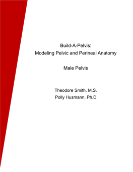 Build-A-Pelvis: Modeling Pelvic and Perineal Anatomy Male Pelvis