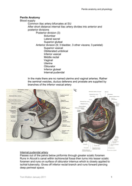 Penile Anatomy & Physiology