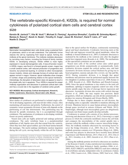 The Vertebrate-Specific Kinesin-6, Kif20b, Is Required for Normal Cytokinesis of Polarized Cortical Stem Cells and Cerebral Cortex Size Kerstin M