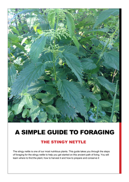 A Simple Guide to Foraging