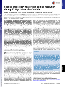 Sponge Grade Body Fossil with Cellular Resolution Dating 60 Myr Before the Cambrian