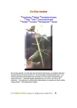 Bacillus Rossius Es Inestable Y No Es Hereditaria, Se Llama a Bacillus a Veces, Erróneamente, Lobipes (Lucas)