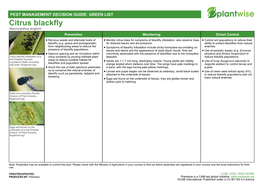 Citrus Blackfly Aleurocanthus Woglumi Prevention Monitoring Direct Control