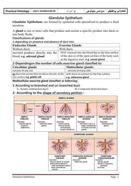 Glandular Epithelium Glandular Epithelium: Are Formed by Epithelial Cells Specialized to Produce a Fluid Secretion