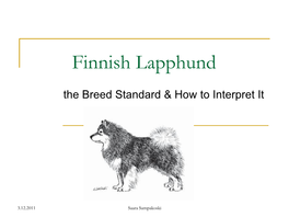 Finnish Lapphund