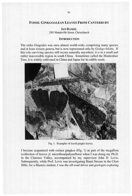 Fossil Ginkgoalean Leaves from Canterbury 2/85