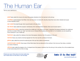 The Human Ear Terms and Deﬁnitions