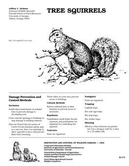 Squirrels.Pdf