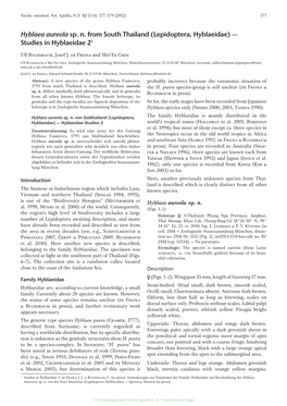 Hyblaea Aureola Sp. N. from South Thailand (Lepidoptera, Hyblaeidae) — Studies in Hyblaeidae 21