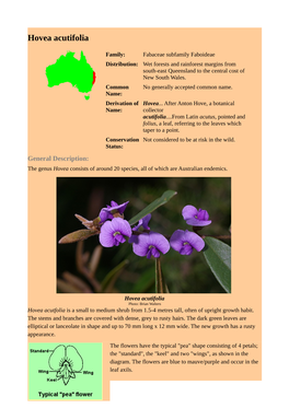 Hovea Acutifolia