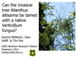 Can the Invasive Tree Ailanthus Altissima Be Tamed with a Native Verticillium Fungus?