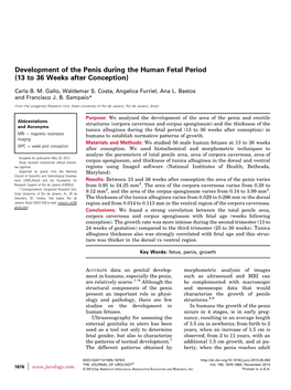 Development of the Penis During the Human Fetal Period (13 to 36 Weeks After Conception)