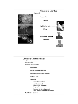 Chordate Characteristics Bilateral Symmetrical Deuterostome Distinctive Characteristics Notochord