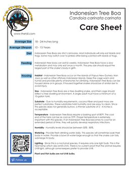 Indonesian Tree Boa Candoia Carinata Carinata Care Sheet