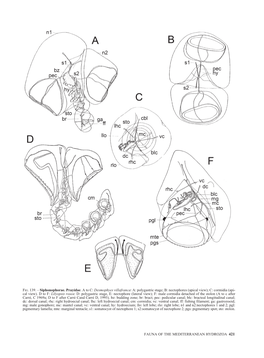 Fauna of the Mediterranean Hydrozoa 421 Fig. 139