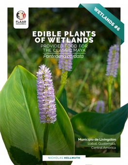 EDIBLE PLANTS of WETLANDS PROVIDED FOOD for the CLASSIC MAYA Pontederia Cordata