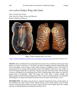 Arca Zebra (Turkey Wing Ark Clam)