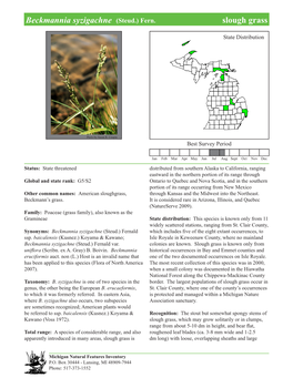 Beckmannia Syzigachne (Steud.) Fern