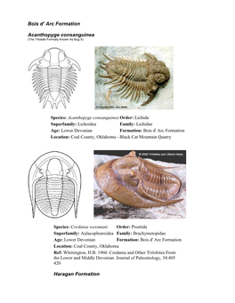 Bois D' Arc Formation Acanthopyge Consanguinea Haragan Formation